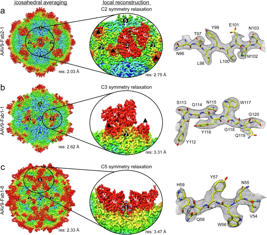 Mapping neutralizing antibody epitopes on AAV9 to guide variant&nbsp;design