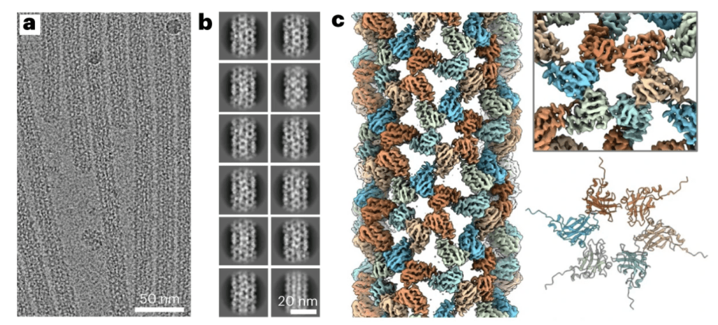 Programming virus capsid shape with DNA origami to tailor cargo&nbsp;protection